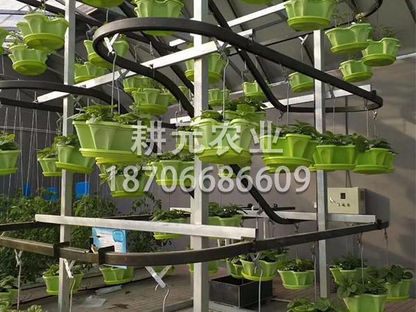 哪些植物適合無土栽培設(shè)備種植？