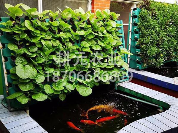 為什么說魚菜共生設備質(zhì)量決定成??？